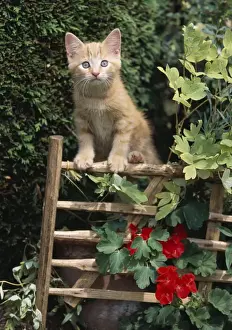 Personalized Pet Art Prints: Cat Ginger Kitten on gate