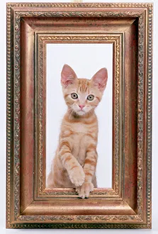 CAT - Ginger Kitten looking through picture frame CAT - Ginger Kitten looking through picture frame