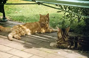 Ardea Wildlife Prints: Cat - Ginger & Tabby under bench in the shade