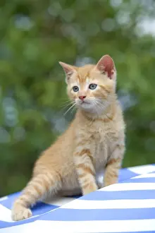 Jean Michel Labat Artist Prints: Cat - ginger tabby kitten