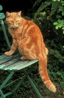 CAT - Ginger tom on garden chair CAT - Ginger tom on garden chair