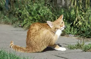 Johan De Meester Art Prints: Cat Ginger & white cat, scratching