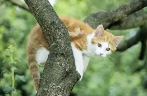 Johan De Meester Art Prints: Cat - Ginger & White Kitten on tree