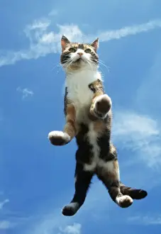 Ardea Wildlife Photos Prints: Cat On Glass
