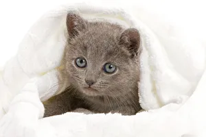 Animals/pets cats chartreux/cat grey chartreux kitten studio blanket Animals/pets cats chartreux/cat grey chartreux kitten studio blanket