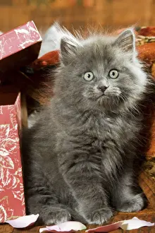 Feline Photography Prints: Cat - grey kitten
