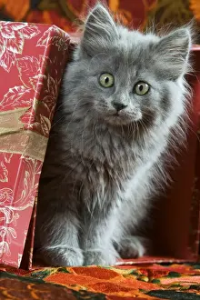 Unique Pet Portraits Prints: Cat - grey kitten by present