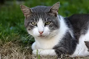 Mammals In Garden Prints: Cat - grey & white