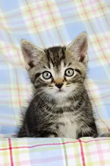 Framed Print : Cat. Kitten (7 weeks old) Print by Ardea Framed Print : Cat. Kitten (7 weeks old) Print by Ardea