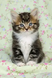Cat Kitten 7 Weeks Old Print