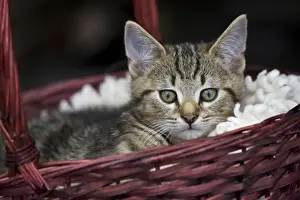 Mammal Pet Photography Prints: Cat - kitten in basket