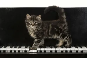 CAT. Kitten, brown tabby (8 weeks old )standing on a piAno keys CAT. Kitten, brown tabby (8 weeks old )standing on a piAno keys