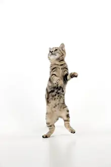 Tabby Kitten Pictures Prints: CAT - Kitten jumping