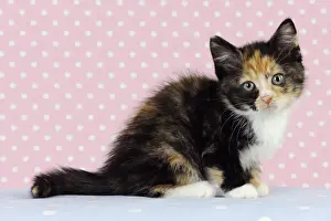 Cat Pictures Prints: Cat - Kitten on pink background