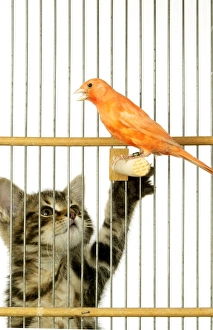 Cat - Kitten playing with Canary in cage Cat - Kitten playing with Canary in cage