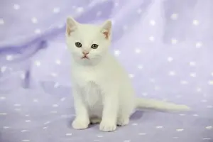 Baby Animals Prints: CAT. Kitten sitting down