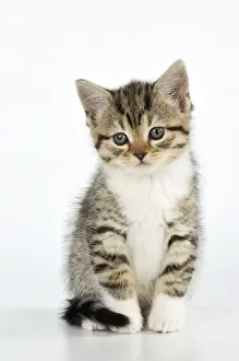 CAT. Kitten Sitting Down Print