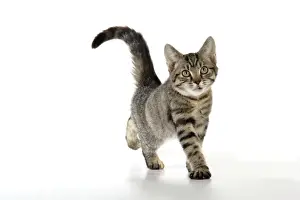 Domestic Cat Photos Prints: Cat - kitten stretching