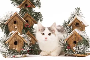 Cat Kitten in Studio with Festive Bird Boxes Print