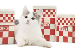 White Background Cat Pictures Prints: Cat - kitten in studio with red & white kitchen containers