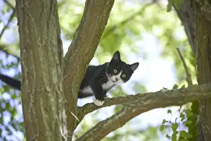 Jean Michel Labat Art Prints: Cat Kitten in tree