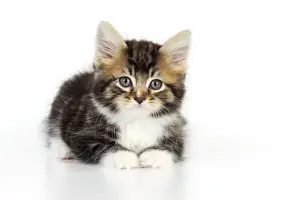 Studio Cat Portraits Prints: Cat - Kitten on white background