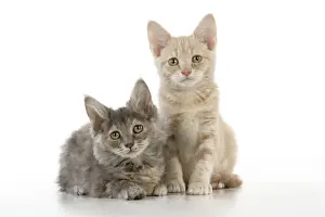 Mixed Colour Cats Prints: CAT. two kittens