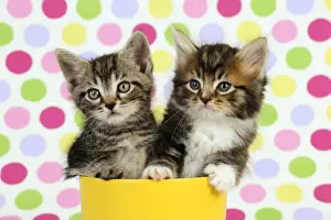Kittens For Sale Prints: Cat. Kittens (7 weeks old)
