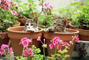 Cat - kittens in flowerpots with Geraniums Cat - kittens in flowerpots with Geraniums