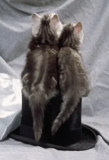 Tabby Kittens Prints: Cat - kittens on top hat