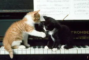 Cat Prints: Cat - Kittens on Piano Print