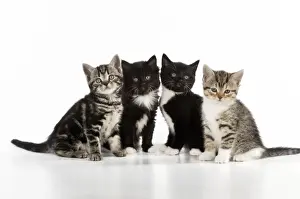 White Background Kitten Photos Prints: CAT. Kittens sitting together