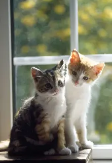 Mammal Pets At Home Prints: Cat - kittens in window