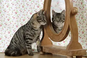 Domestic Pet Cats Prints: Cat - looking in a mirror