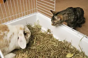 CAT looking at a rabbit in a cage Print