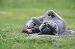 John Daniels Wildlife Photographer Prints: Cat - lying on its back