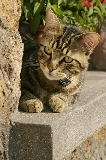Personal Use Cat Pictures Prints: Cat Lying on ledge