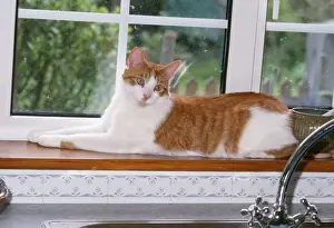 Personal Use Only Prints: Cat - lying on windowsill