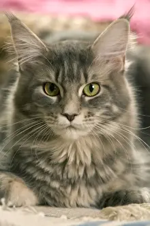 Large Format Animal Prints: Cat - Main Coon close-up