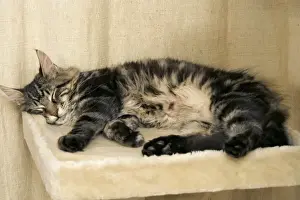 Jean Michel Labat Art Prints: Cat - Main Coon sleeping on cat bed