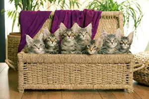 Cat - Maine Coon - group of seven kittens in basket Cat - Maine Coon - group of seven kittens in basket