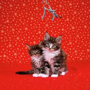 CAT - Maine Coon Kittens under mistletoe CAT - Maine Coon Kittens under mistletoe