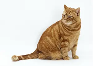 Cat Obese Print - JD-17510, a fat ginger cat
