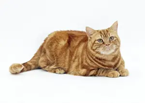 Ginger Cat Print - Obese Feline Portrait