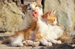 CAT- Patched tabby, tortoiseshell, and white, licking kitten CAT- Patched tabby, tortoiseshell, and white, licking kitten