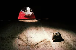CAT - peers through mouse hole at mouse CAT - peers through mouse hole at mouse