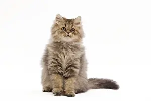 Images Dated 2010 September: Persian Kitten Studio Print LA-7606