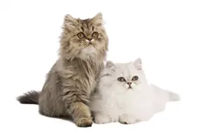 Cute Cat Pictures Prints: Cat - Persian kittens in studio