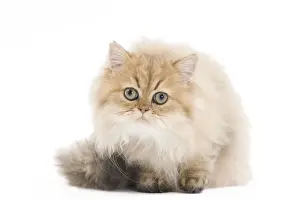 Cat-Persian Print, LA-7547