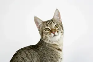 Personalized Pet Decor Ideas Prints: Cat - Pixie-Bob